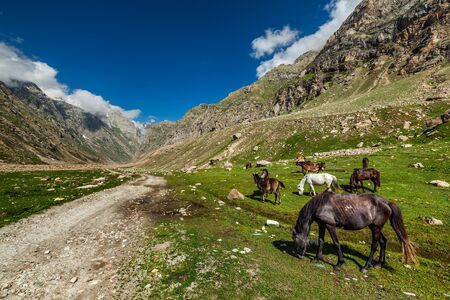 Horses grazing in Himalayasの写真素材