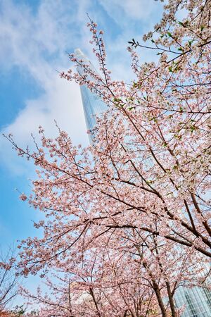 Blooming sakura cherry blossom branch with skyscraper building in background in spring, Seoul, South Koreaの写真素材