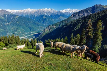 Flock of sheep in the Himalayasの写真素材