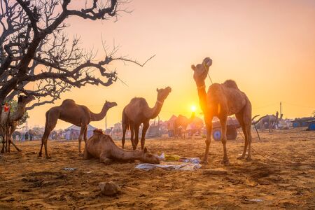 Pushkar mela camel fair festival in field eating chewing at sunset. Pushkar, Rajasthan, Indiaの写真素材