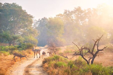 Families of blue bull nilgai and spotted deers in Ranthambore National park. Rajasthan, India.の写真素材