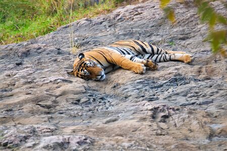Beautiful Royal Bengal Tiger resting in Ranthambore National Park, Rajasthan, Indiaの写真素材