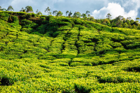 Tea plantation in the morning, India
