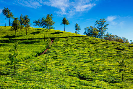 Green tea plantation in the morning. Munnar, Kerala state, South India
