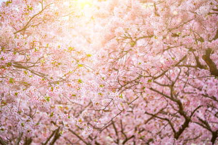 Blooming sakura cherry blossom