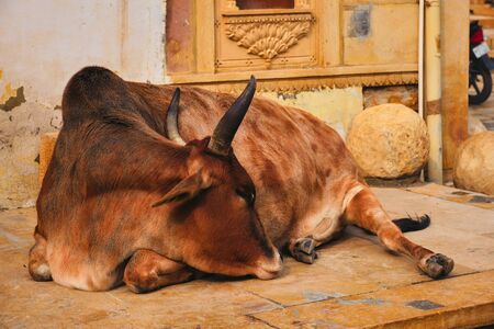 Indian cow resting in the streetの写真素材