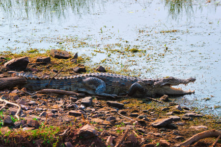 Snub Nosed Marsh Crocodile mugger crocodile Crocodylus palustris