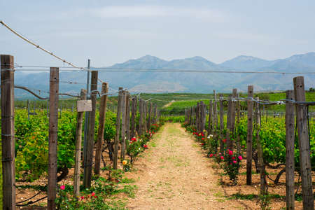 Wineyard with grape rowsの写真素材