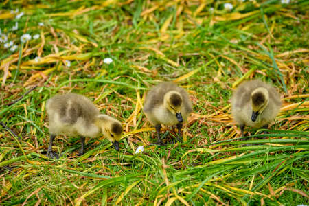 Canada goose goslingsの写真素材