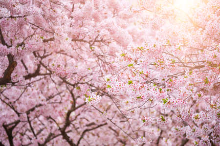Blooming sakura cherry blossom close upの写真素材