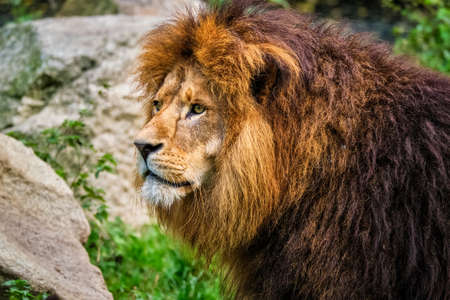 Lion in jungle forest in natureの写真素材
