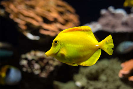 Yellow tang Zebrasoma flavescens fish underwater in seaの写真素材