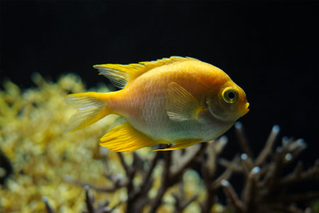 Golden damselfish fish underwater in sea