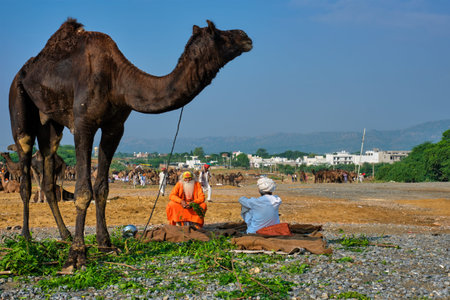 Pushkar, India - November 7, 2019: Indian man, his camel and sadhu at Pushkar camel fair (Pushkar Mela) - annual camel and livestock fair, one of the worlds largest camel fairs and tourist attractionのeditorial素材