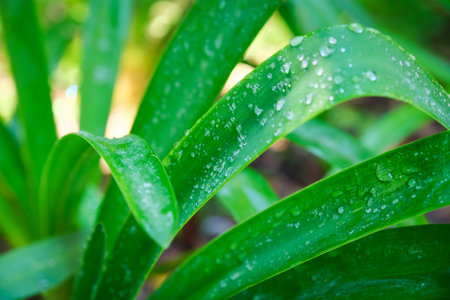 Juicy lush green grass leaves with drops of water dew droplets in the wind in morning light in spring summer outdoors close-up macro. Purity and freshness of nature concept background, copy space.の写真素材
