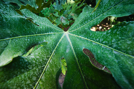 Tropical exotic plant Monstera deliciosa leaf with holes close upの写真素材