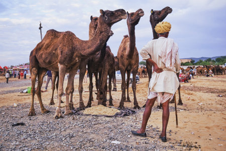 Pushkar, India - November 6, 2019: Indian rural village man and camels at Pushkar camel fair Pushkar...