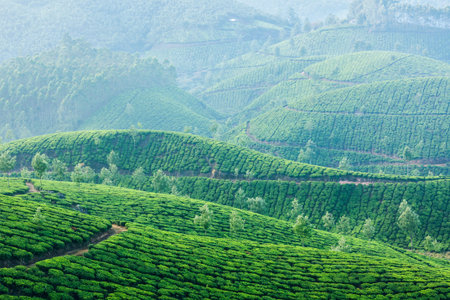 Kerala India travel background - green tea plantations in Munnar, Kerala, India in morning mist