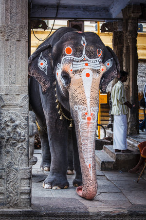 KANCHIPURAM, INDIA - SEPTEMBER 12, 2009: Elephant in Kailasanthar temple. Temple elephants are vital part of many temple ceremonies and festivals, particularly in South Indiaのeditorial素材