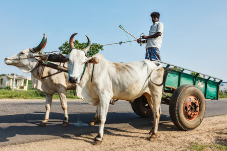 TAMIL NADU, INDIA - SEPTEMBER 12, 2009: Unidentified indian man on cart with yoke of oxen. Cartage is still a common means of transport in India especially in rural areasのeditorial素材