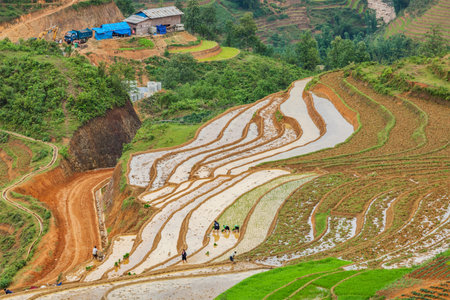 SAPA, VIETNAM - JUNE 10, 2011: Unidentified people working in rice field terraces (rice paddy) near Ta Van village. Vietnam is one of the top rice exporting countries in the worldのeditorial素材
