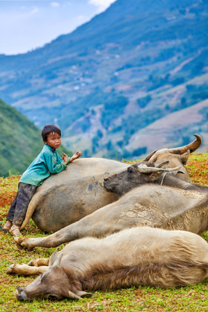 SAPA, VIETNAM - JUNE 10, 2011: Unidentified Vietnamese boy with buffaloes in Ta Van village. Though Vietnam's economic growth rate is among the highest in the world, poverty rate is still highのeditorial素材