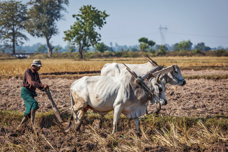 MYANMAR - JANUARY 6, 2014: Burmese peasant plowing up field with ox. Agriculture is the main industry in the country, accounting for 60 percent of the GDP and employing 65 percent of the labor forceのeditorial素材