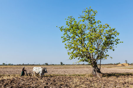 MYANMAR - JANUARY 6, 2014: Burmese peasant plowing up field with ox. Agriculture is the main industry in the country, accounting for 60 percent of the GDP and employing 65 percent of the labor forceのeditorial素材