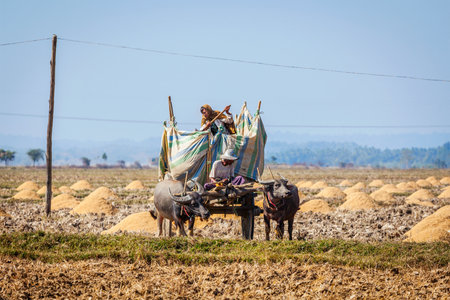 MYANMAR - JANUARY 6, 2014: Burmese peasant working in the field with ox cart. Agriculture is the main industry in Burma, accounting for 60 percent of the GDP and employing 65 percent of labor forceのeditorial素材