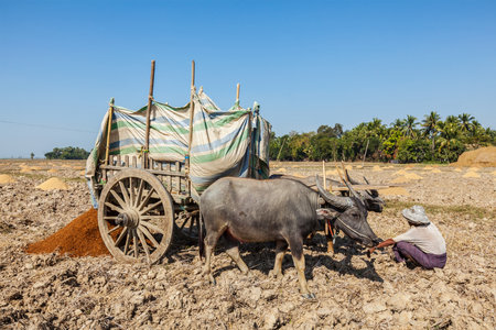 MYANMAR - JANUARY 6, 2014: Burmese peasant working in the field with ox cart. Agriculture is the main industry in Burma, accounting for 60 percent of the GDP and employing 65 percent of labor forceのeditorial素材