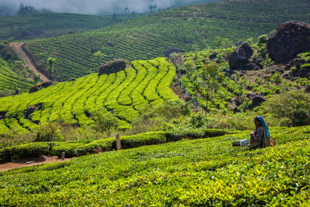 KERALA, INDIA - FEBRUARY 18, 2014: Indian woman harvests tea leaves at tea plantation at Munnar. Only the uppermost leaves are collected and workers collect daily up to 30 kilos of tea leavesのeditorial素材