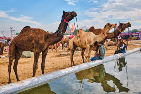 Pushkar, India - November 6, 2019: Camels drinking water at Pushkar camel fair (Pushkar Mela) - annual five-day camel and livestock fair, one of the world's largest camel fairs and tourist attractionのeditorial素材
