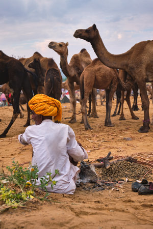 Pushkar, India - November 6, 2019: Indian rural village man and his camels at Pushkar camel fair (Pushkar Mela) - annual camel livestock fair, one of world's largest camel fairs and tourist attractionのeditorial素材