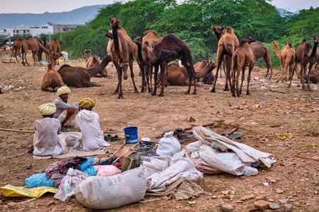 Pushkar, India - November 6, 2019: Indian men and camels at Pushkar camel fair (Pushkar Mela) - annual camel and livestock fair, one of the world's largest camel fairs and tourist attractionのeditorial素材