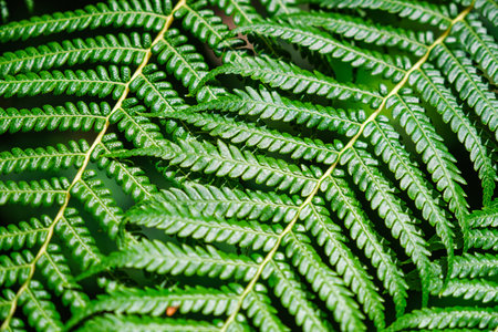 Close up view Sphaeropteris cooperi or Cyathea cooperi lacy tree fern, scaly tree fern alsk known...