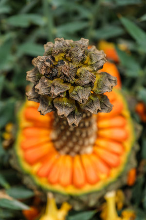 Encephalartos horridus aka Eastern Cape blue cycad cone close up. Selective focus shallow depth of fieldの写真素材