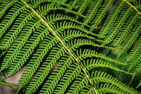 Close up view Sphaeropteris cooperi or Cyathea cooperi lacy tree fern, scaly tree fern alsk known...