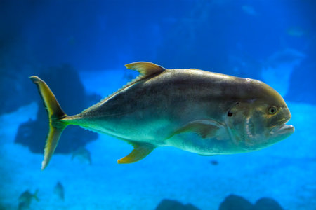 The crevalle jack (Caranx hippos), also known as the common jack, black-tailed trevally, couvalli jack, black cavalli, jack crevale, or yellow cavalliの写真素材