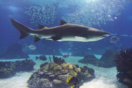 Sand tiger shark Carcharias taurus underwaterの写真素材