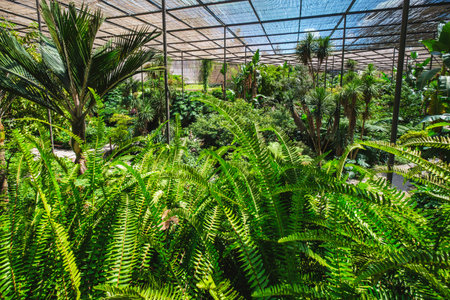 Interior view of the cold house Estufa Fria is a greenhouse with gardens, ponds, plants and trees with fern in foreground in Lisbon, Portugalの写真素材