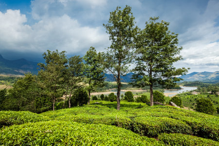 Kerala India travel background - green tea plantations in Munnar, Kerala, Indiaの写真素材