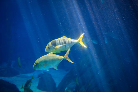 Golden jack Gnathanodon speciosus aka golden trevally, golden kingfish, banded trevally, king...