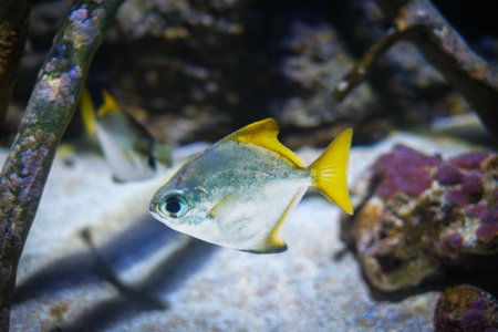 silver moony Monodactylus argenteus aka silver moonyfish, silver moony, butter bream or diamondfish fish underwater in seaの写真素材