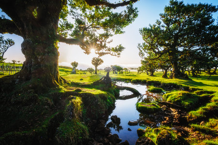 Centuries-old til trees in fantastic magical idyllic Fanal Laurisilva forest on sunset. Madeira island, Portugalの写真素材