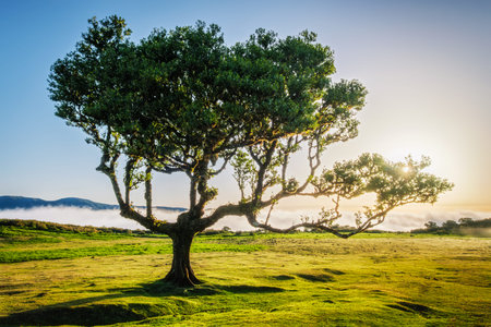 Centuries-old til trees in fantastic magical idyllic Fanal Laurisilva forest on sunset. Madeira...