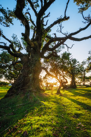 Centuries-old til trees in fantastic magical idyllic Fanal Laurisilva forest on sunset. Madeira...
