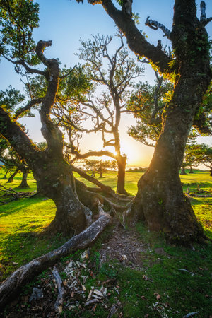 Centuries-old til trees in fantastic magical idyllic Fanal Laurisilva forest on sunset. Madeira...