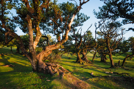 Centuries-old til trees in fantastic magical idyllic Fanal Laurisilva forest on sunset. Madeira island, Portugalの写真素材