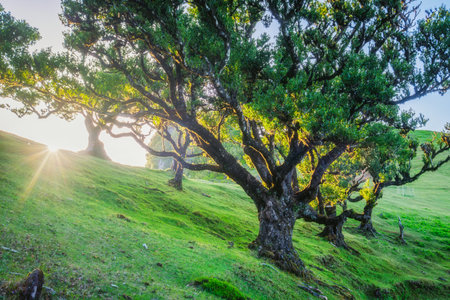 Centuries-old til trees in fantastic magical idyllic Fanal Laurisilva forest on sunrise. Madeira island, Portugalの写真素材