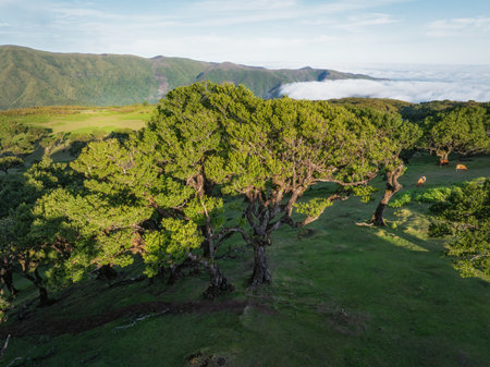 Aerial view of centuries-old til trees in fantastic magical idyllic Fanal Laurisilva forest on sunset. Madeira island, Portugalの写真素材